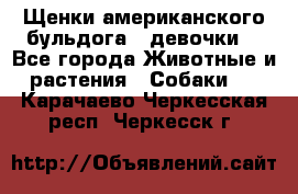 Щенки американского бульдога ( девочки) - Все города Животные и растения » Собаки   . Карачаево-Черкесская респ.,Черкесск г.